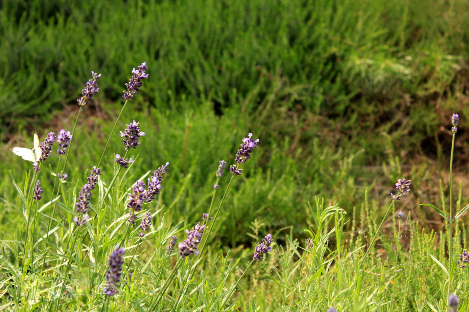 Фоновое изображение профиля Aнна Кащенко