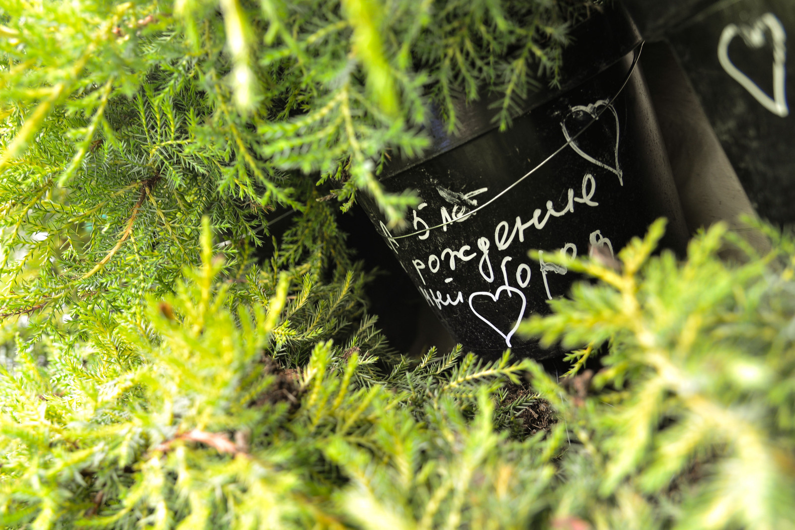 Обложка проекта: Городской фестиваль #лицАУлиц