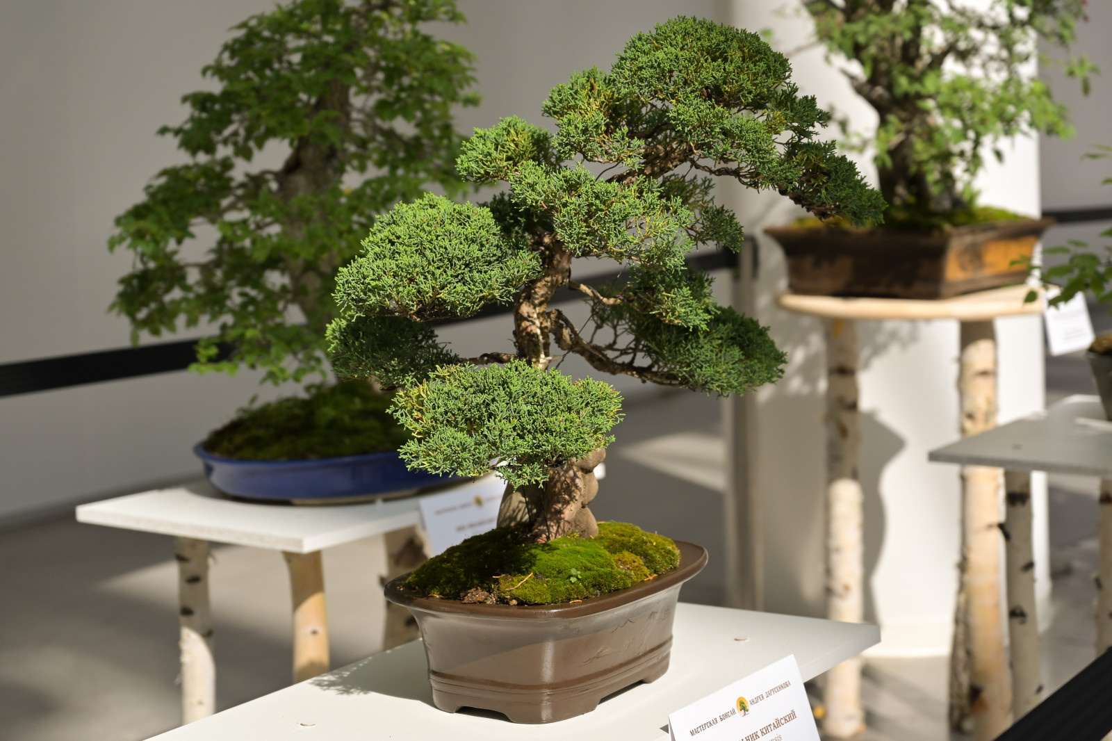 Обложка проекта: Первый Евразийский Форум ландшафтного искусства "Атмосфера"