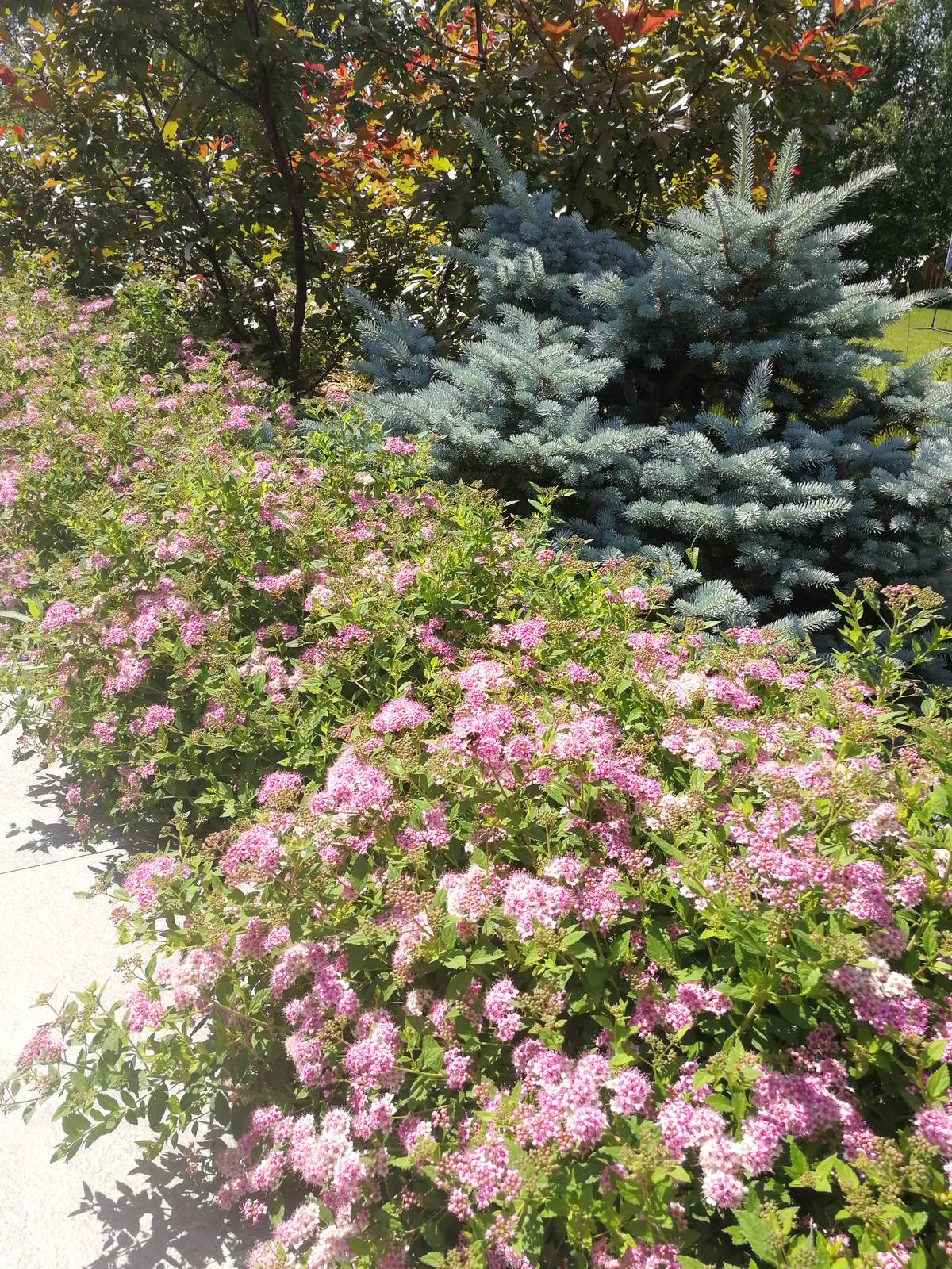 Благоустройство участка 20 соток в КП Пестово