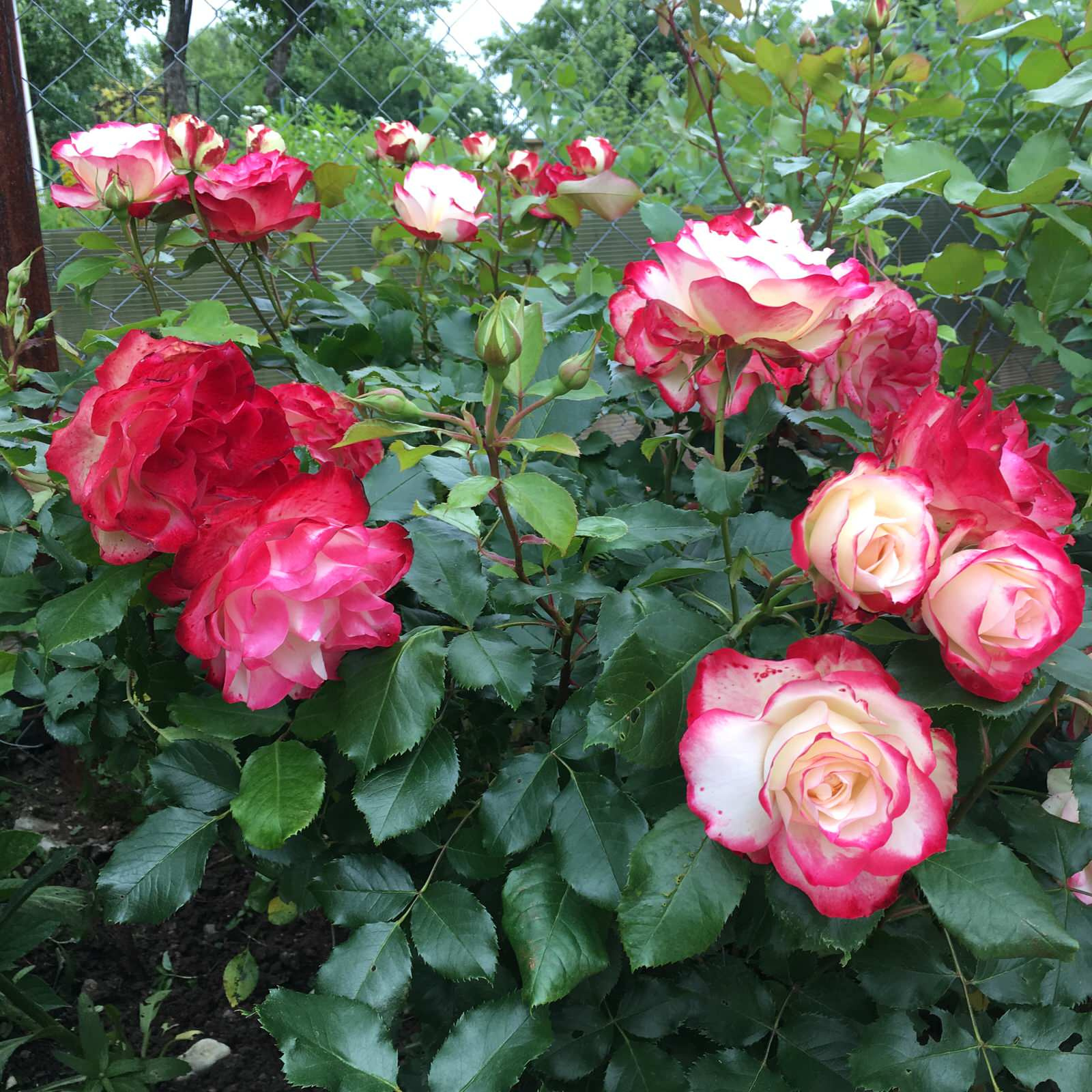 Проект "Сад  для Мамы"