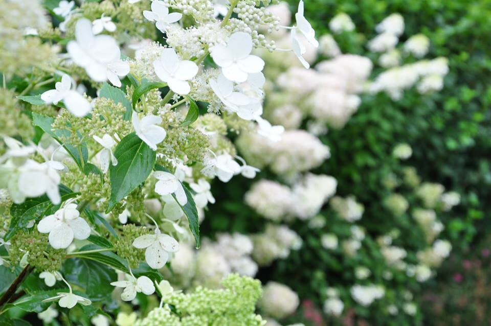 Сенькино московская обл