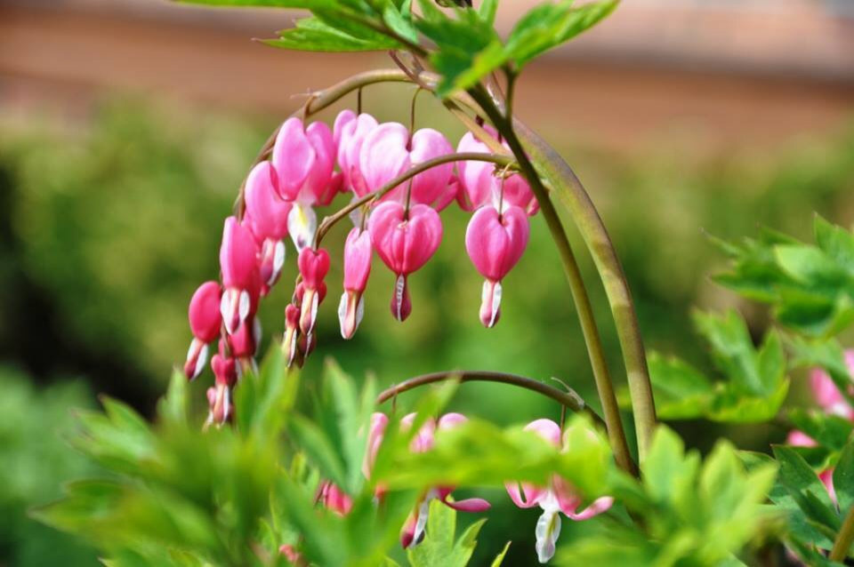 Сенькино московская обл