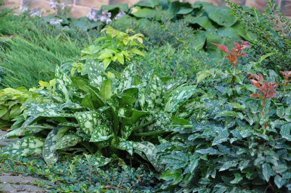 Сенькино московская обл