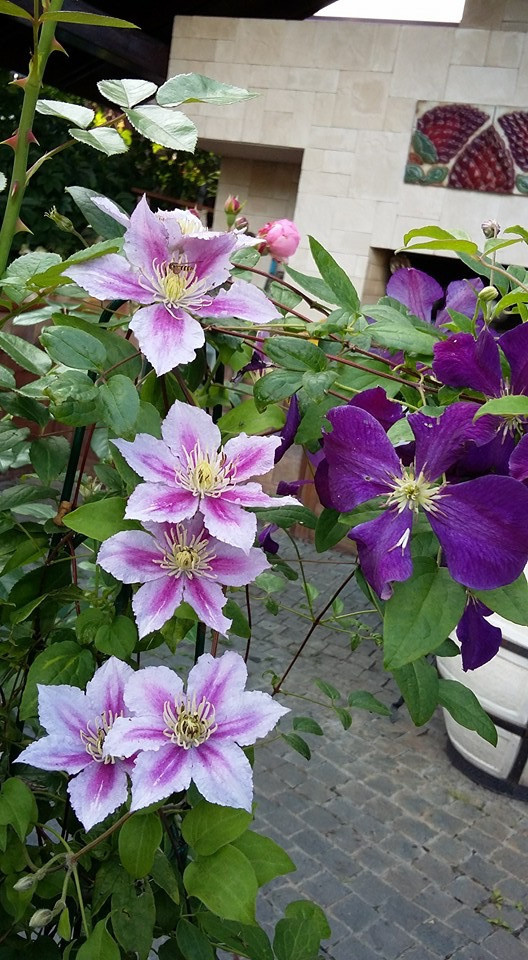 Сенькино московская обл