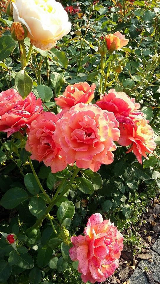 Сенькино московская обл