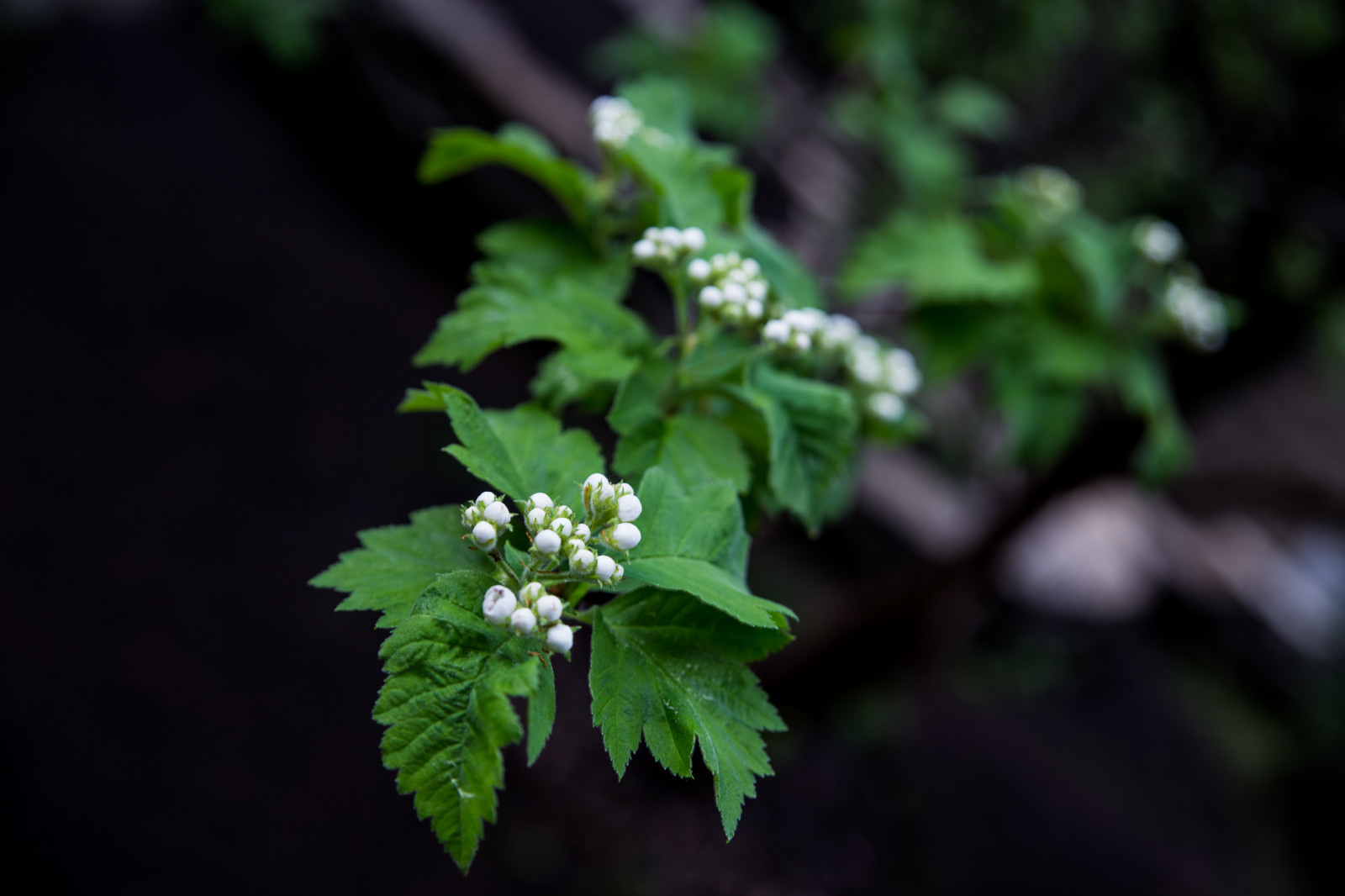 Екатерина Семерикова