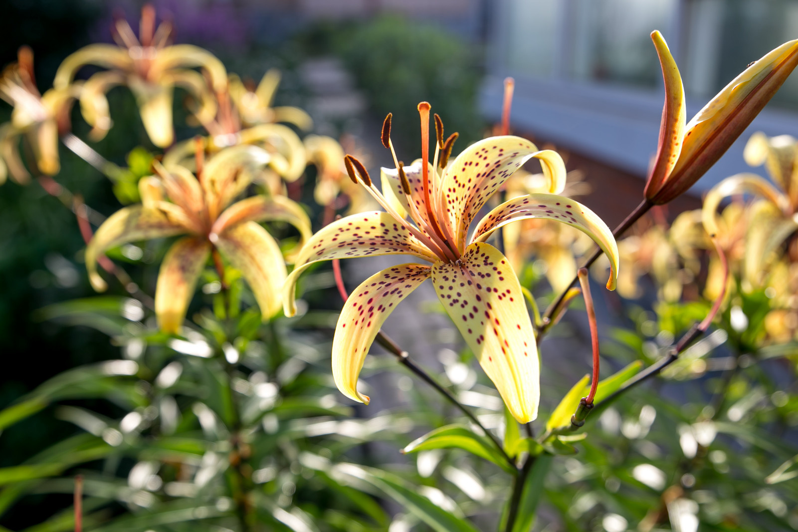 Портреты растений