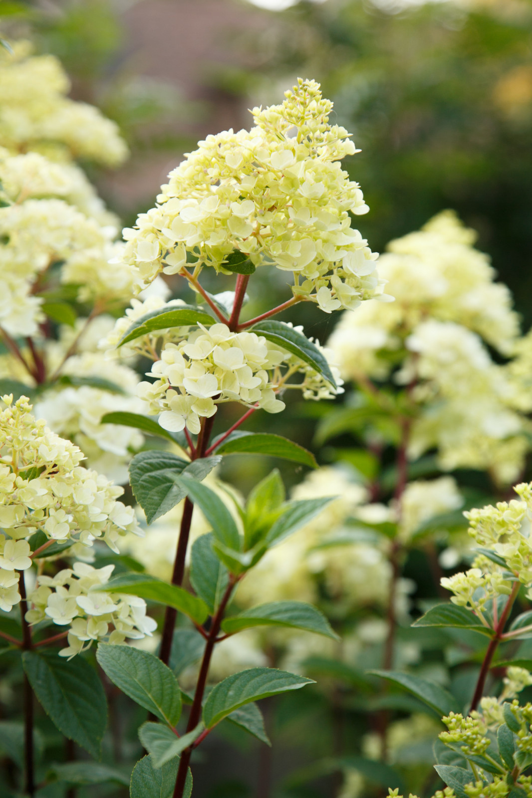 Портреты растений