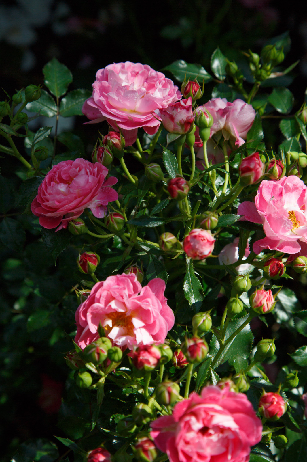 Портреты растений