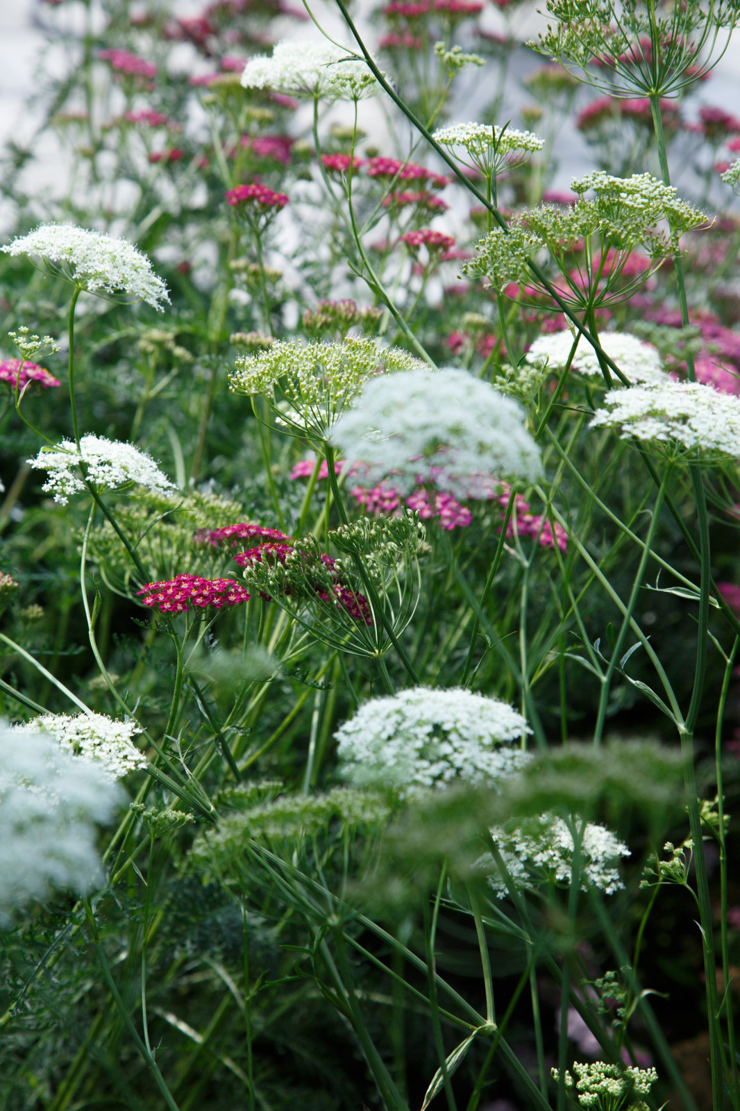 Портреты растений