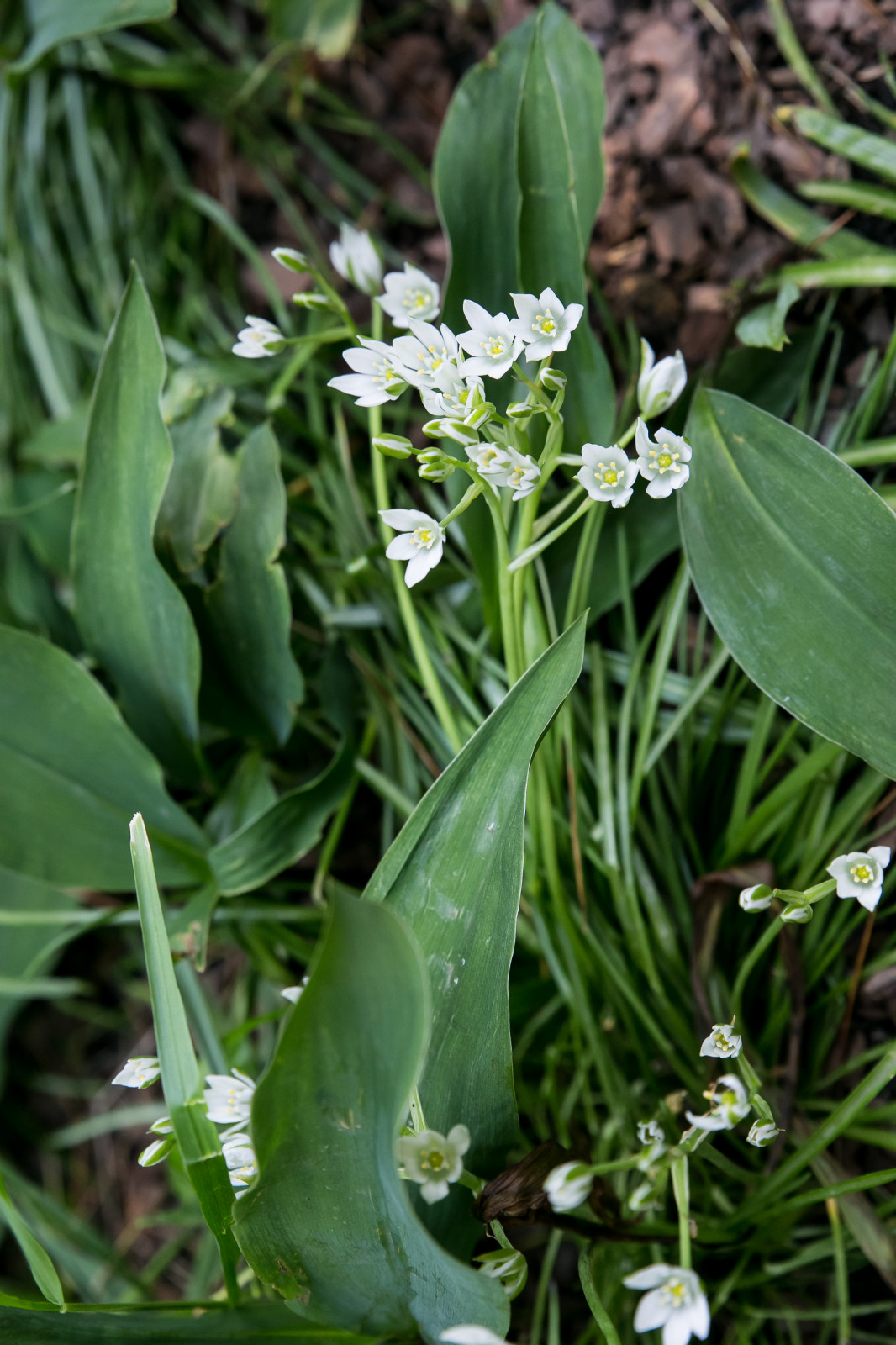 Портреты растений