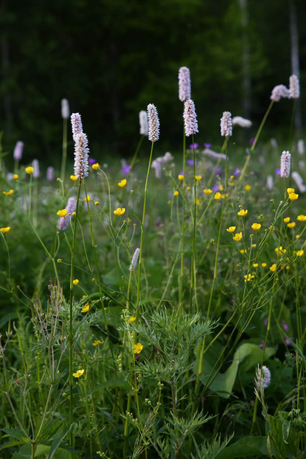 Портреты растений