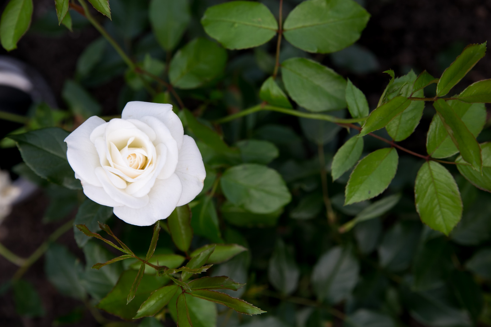 Портреты растений