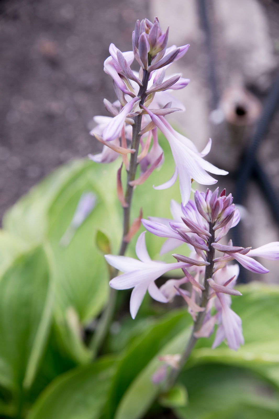 Портреты растений