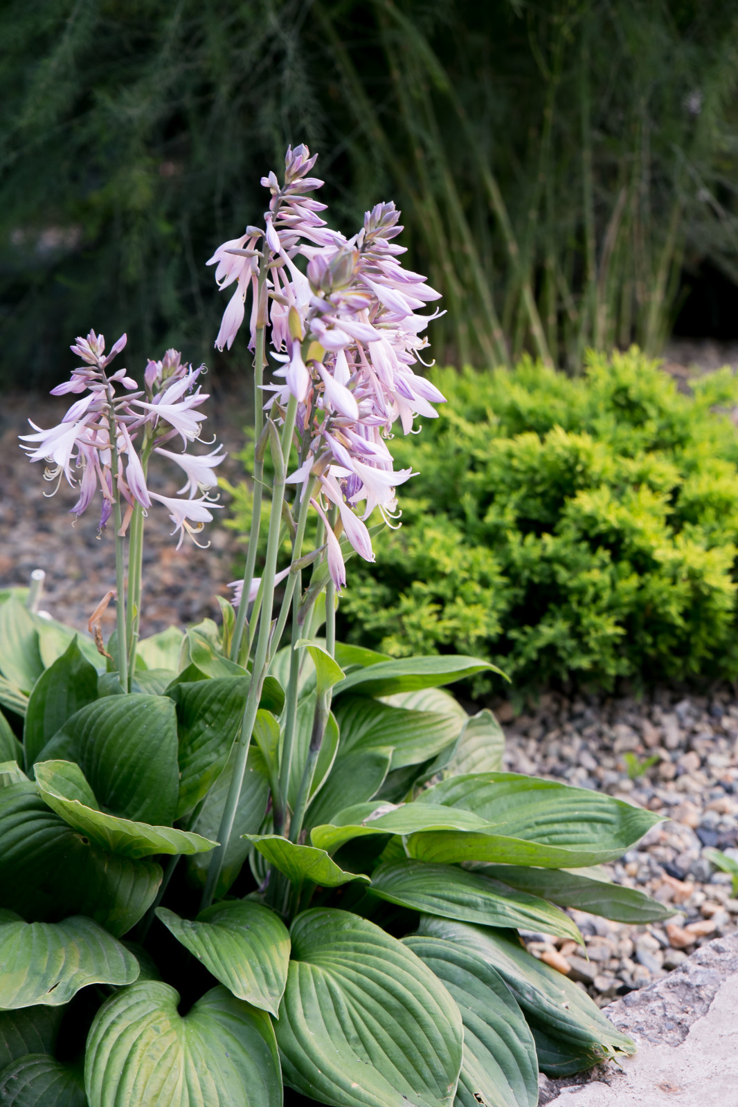 Портреты растений