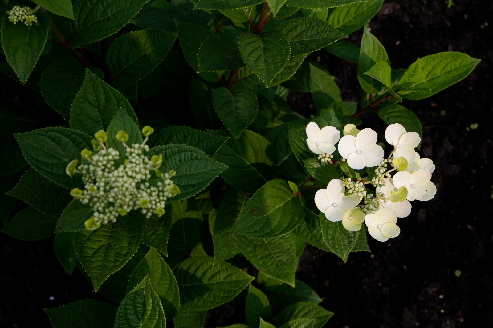 Портреты растений