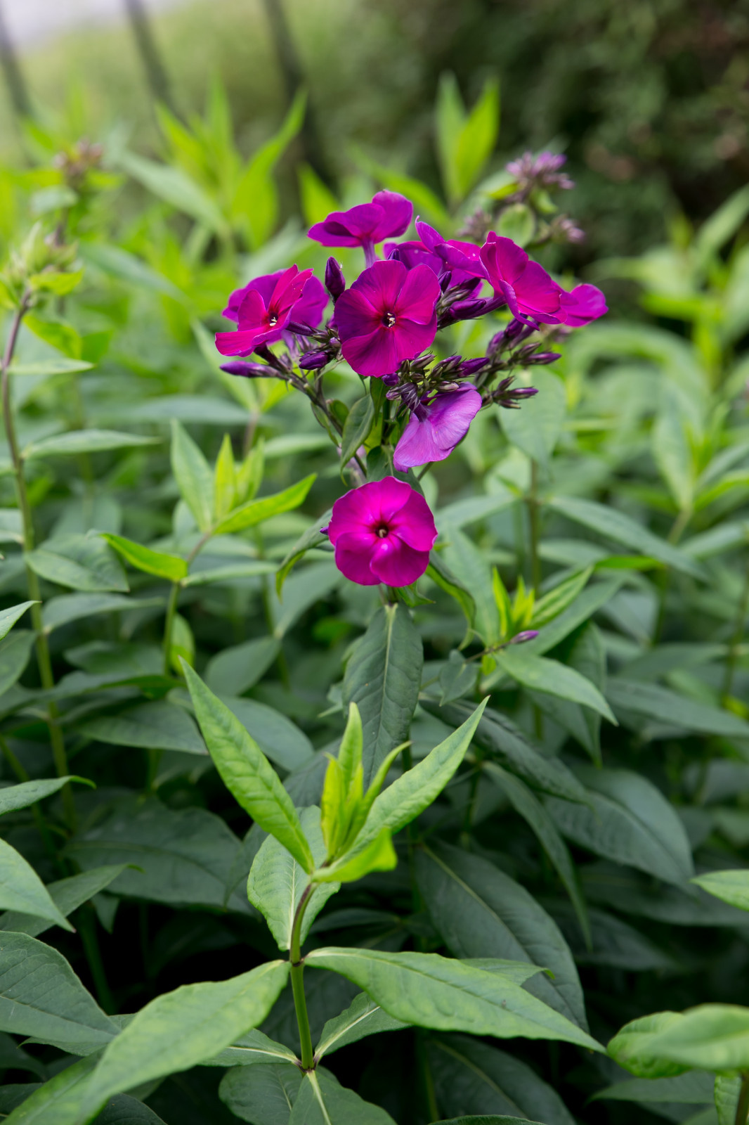 Портреты растений