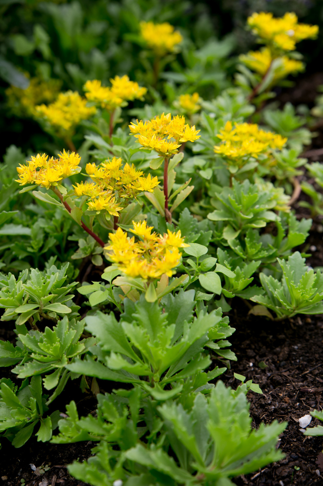 Портреты растений