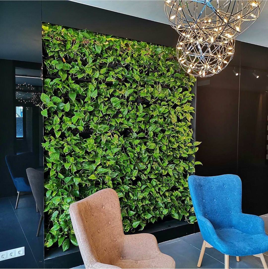 Юлия Сайф/ вертикальное озеленение