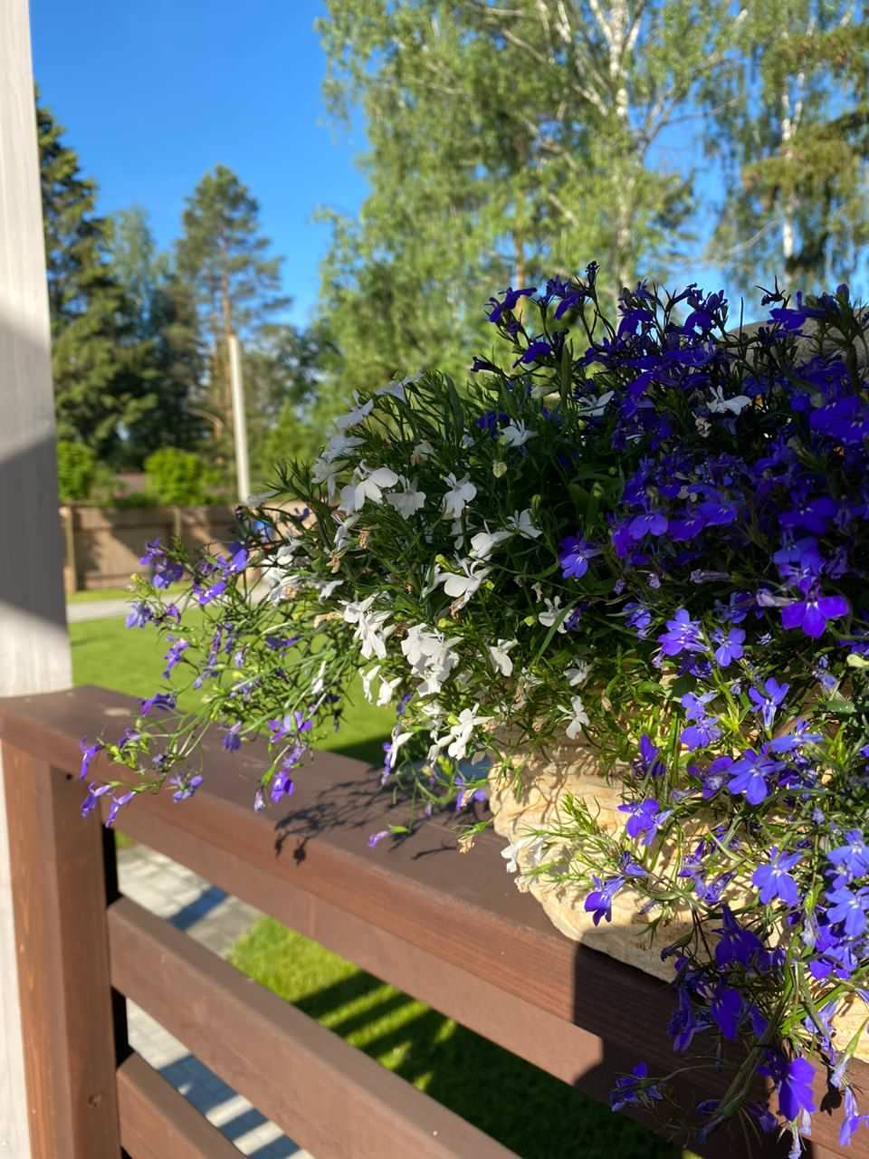 Проект недели: Трёхлетний альпийский сад в Подмосковье