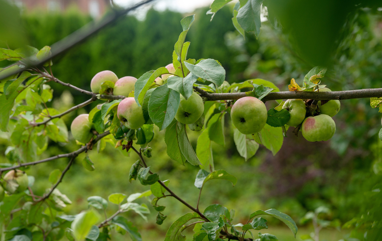 Проект недели: Пейзажный сад от телеведущей