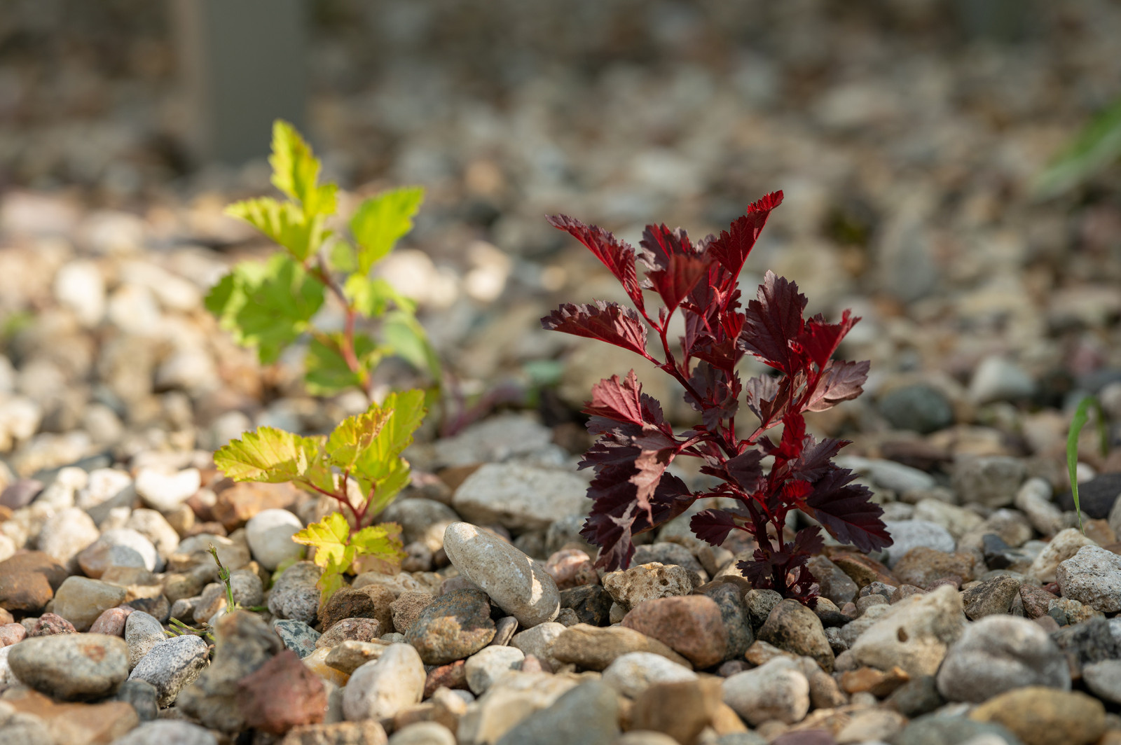 Проект недели: Пейзажный сад от телеведущей