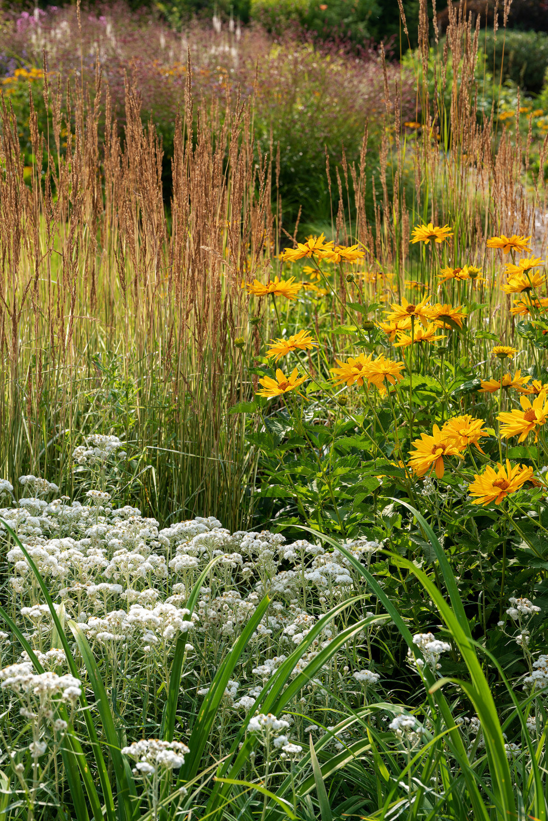 Проект Сада  в "Бельгийской деревне "