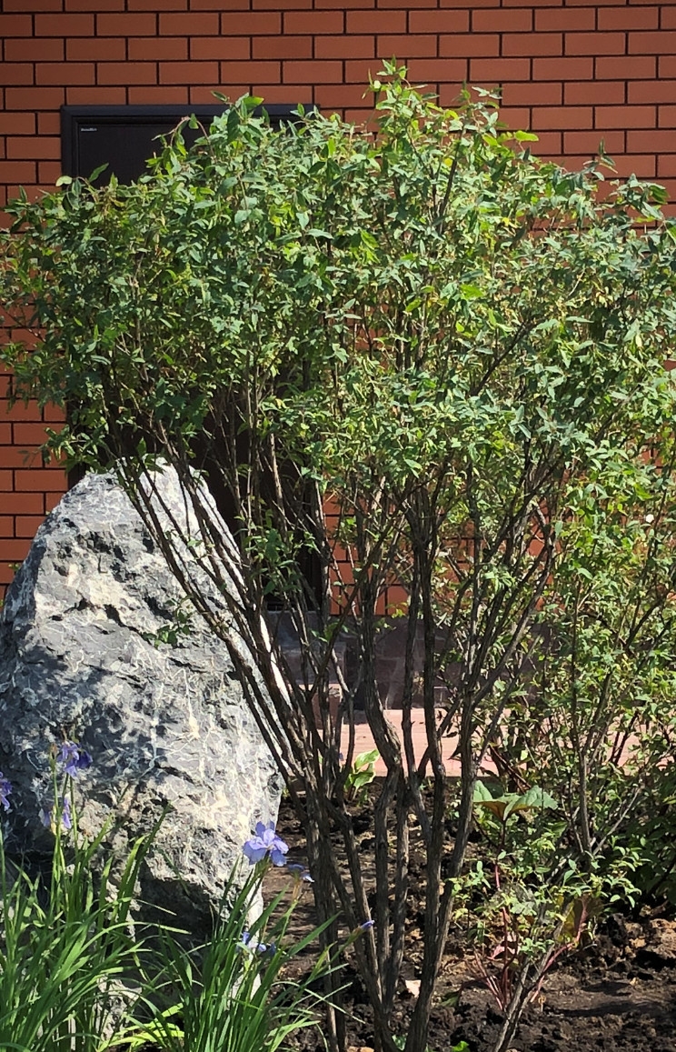 Юлия Смирнова