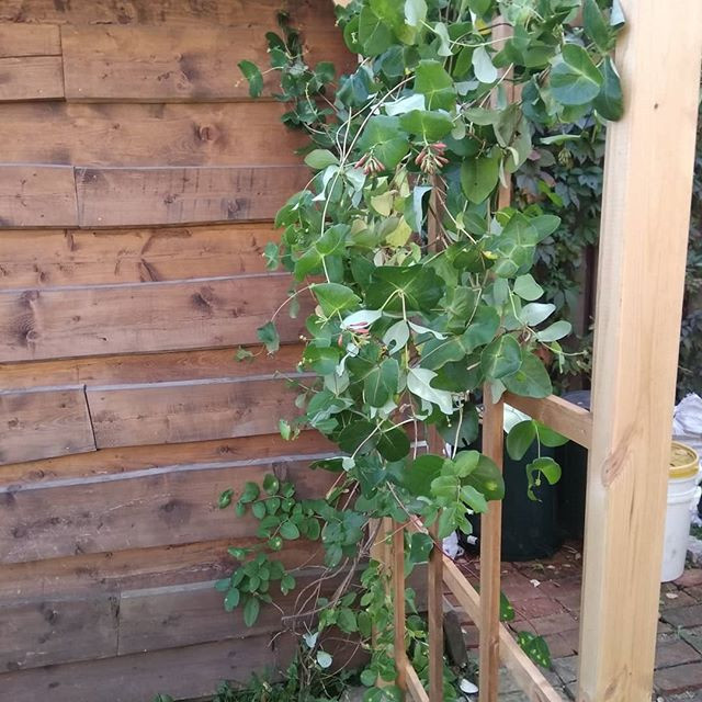 Пергола в японском стиле