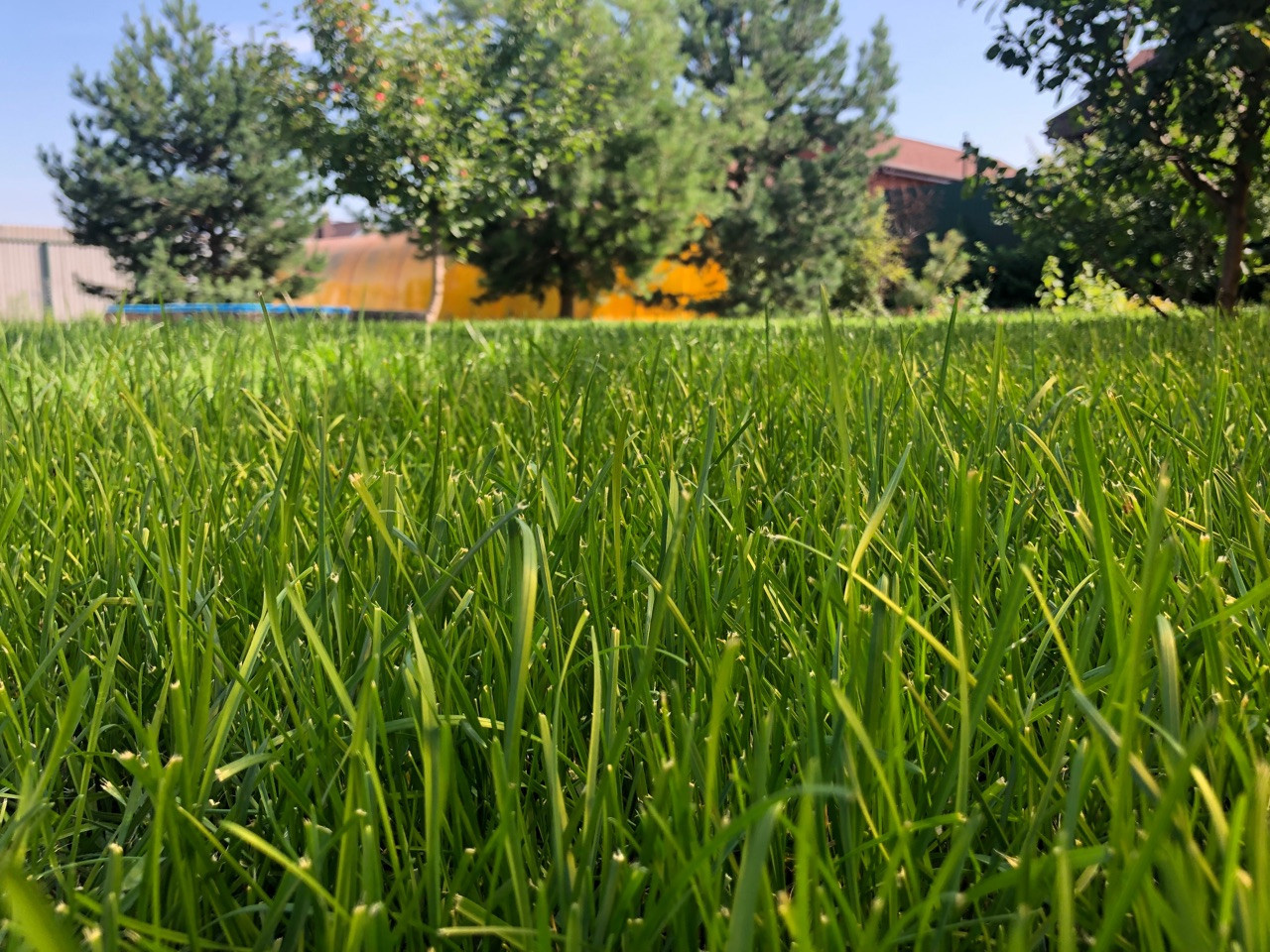 Устройство рулонного газона