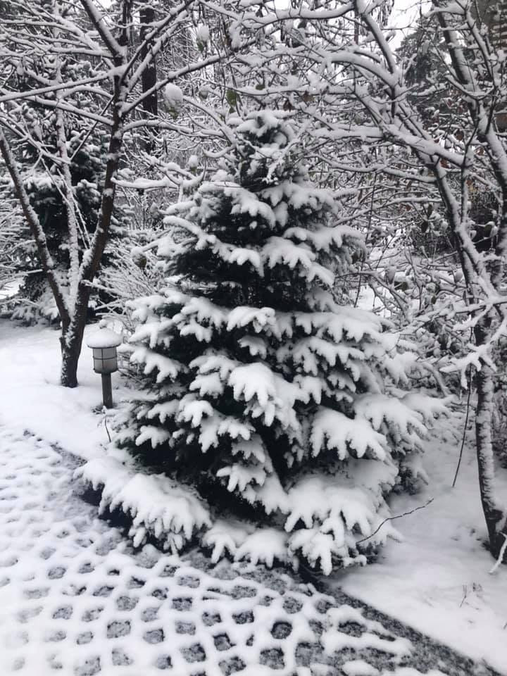 Дачи Хонка
