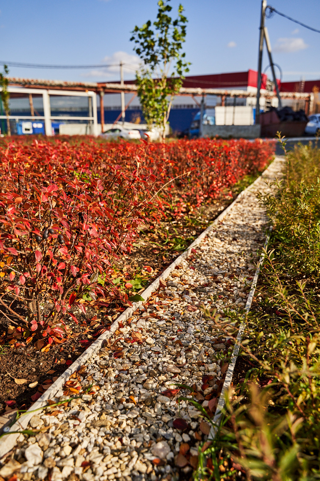 Озеленение промышленной территории