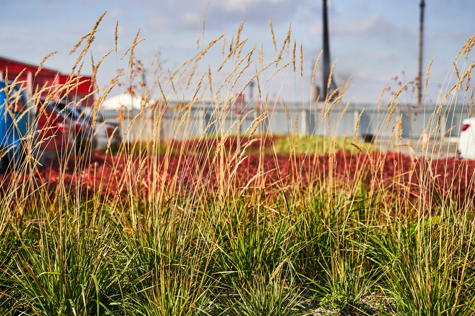 Озеленение промышленной территории