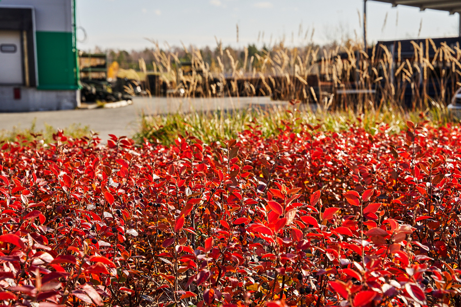 Озеленение промышленной территории