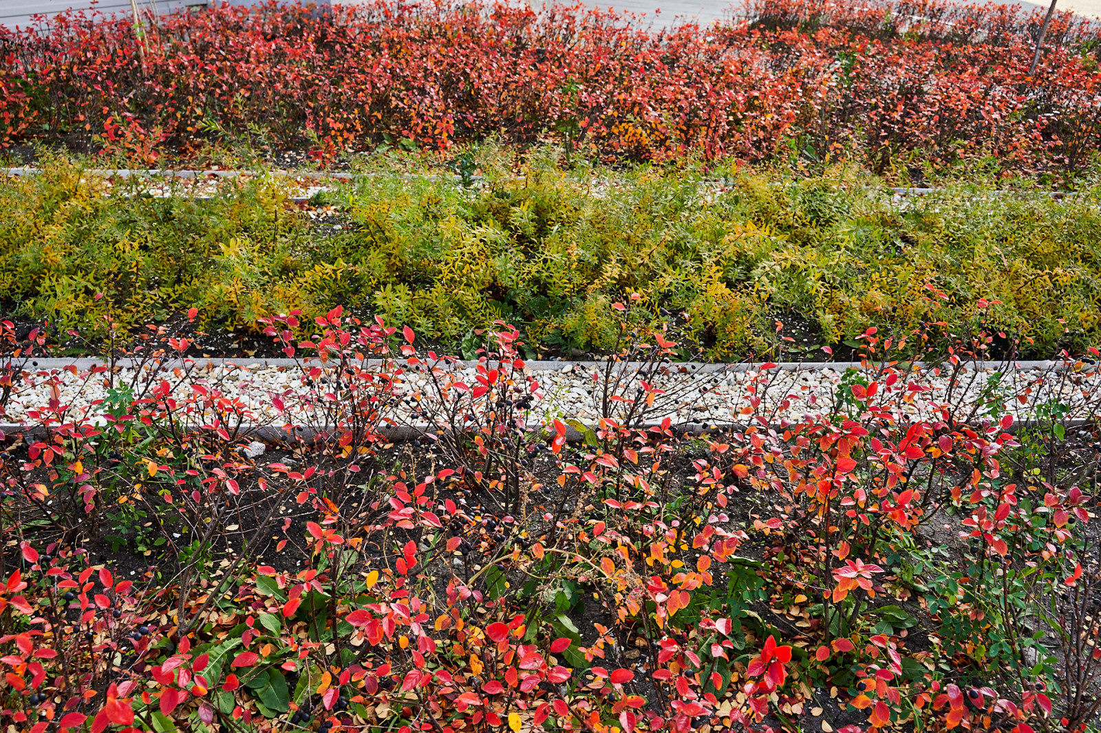 Озеленение промышленной территории