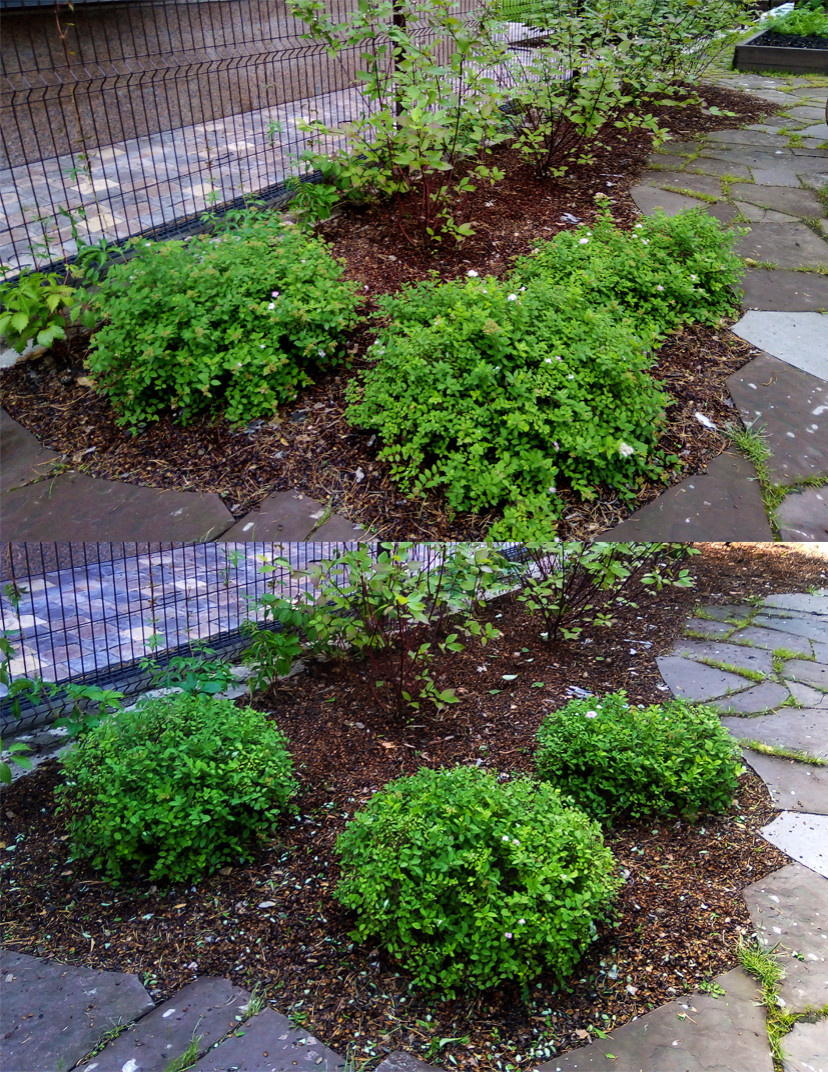 Обложка проекта: Обрезка и стрижка деревьев и кустарников