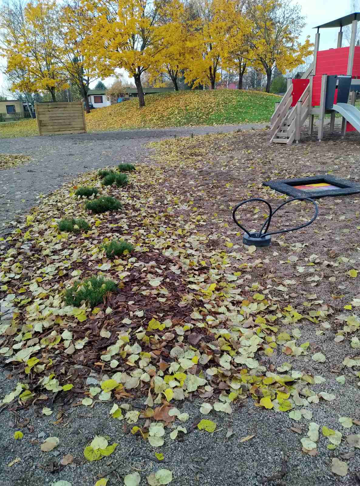 Озеленение придомовых территорий 2020