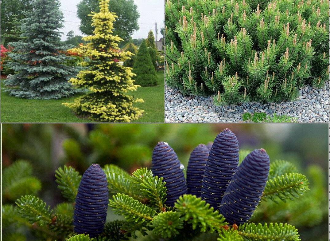 Питомник растений "Райский Сад"