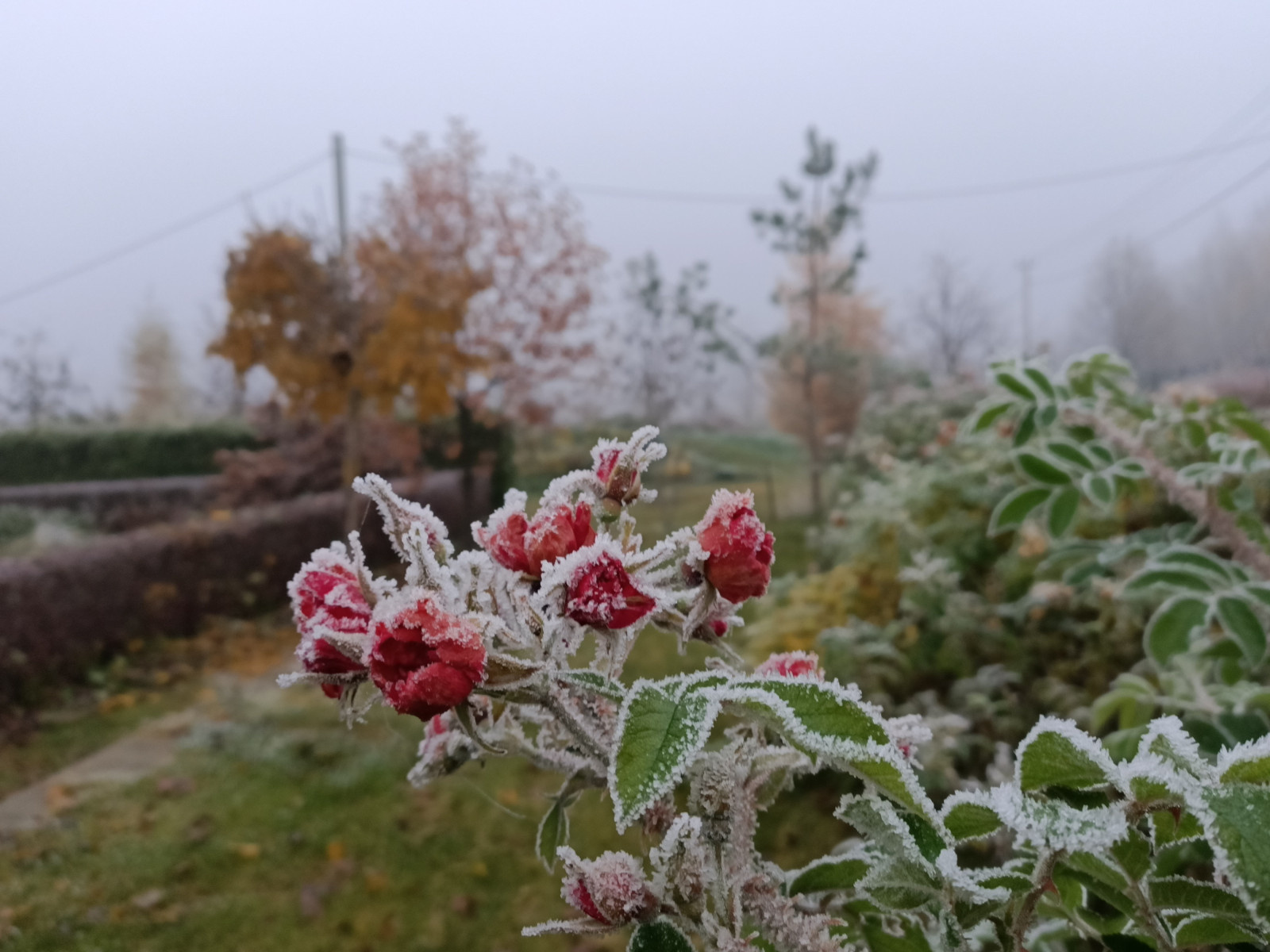 Площадка для ландшафтных идей. Покровский питомник