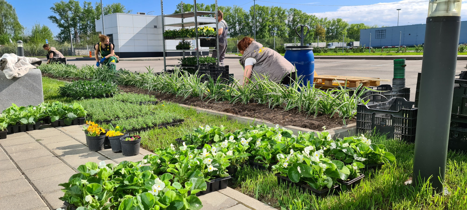 Обложка проекта: Посадка растений, озеленение