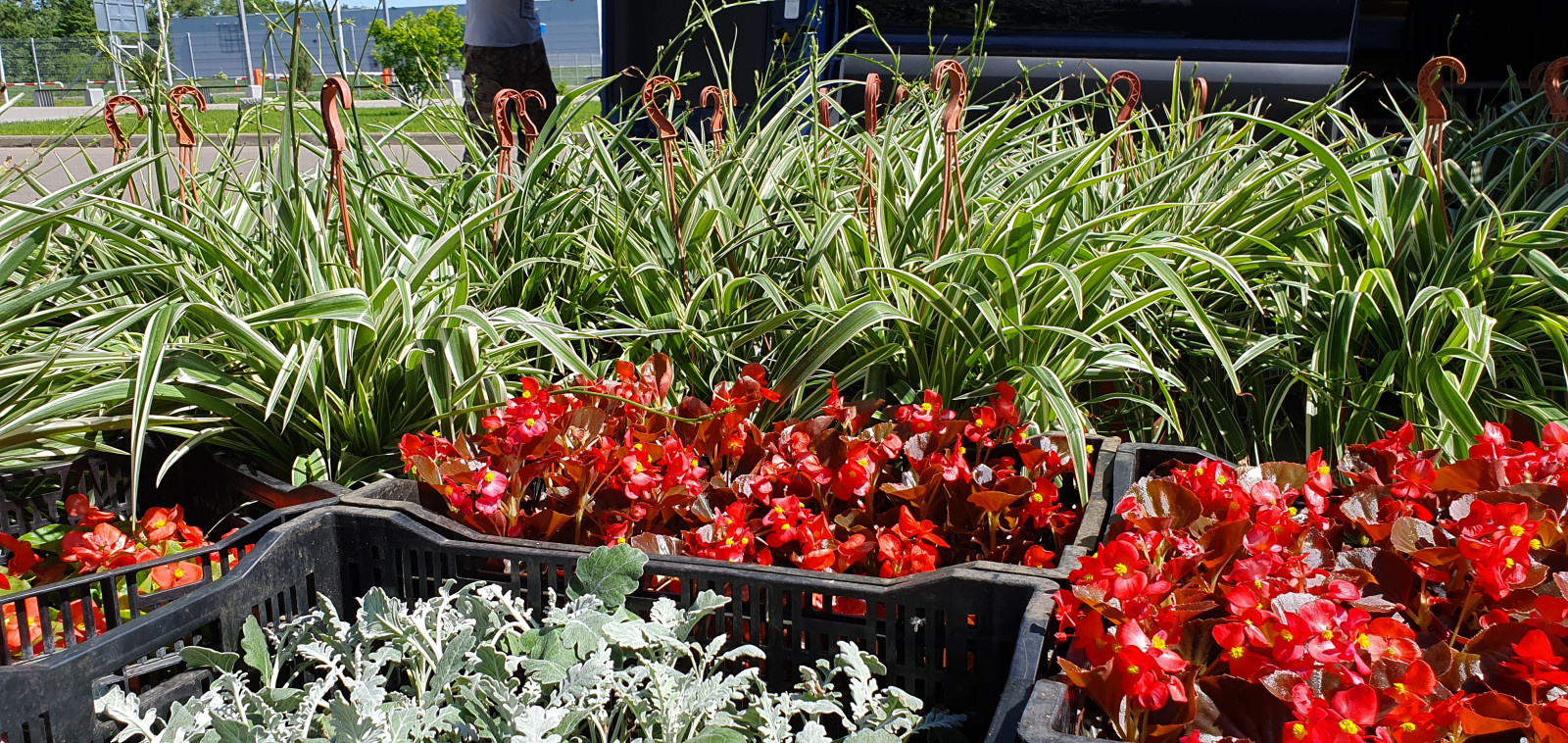 Посадка растений, озеленение