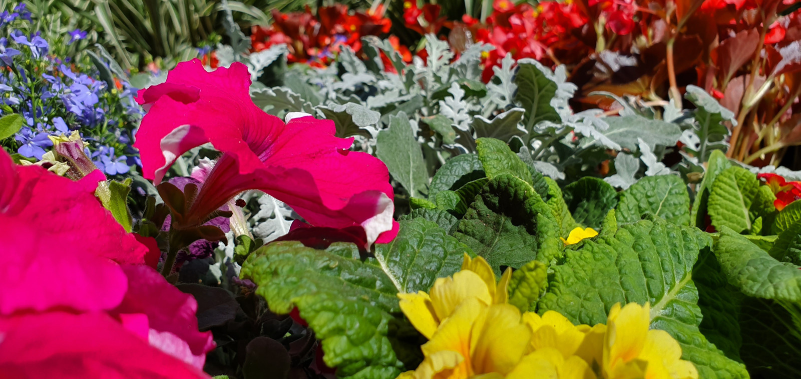 Посадка растений, озеленение