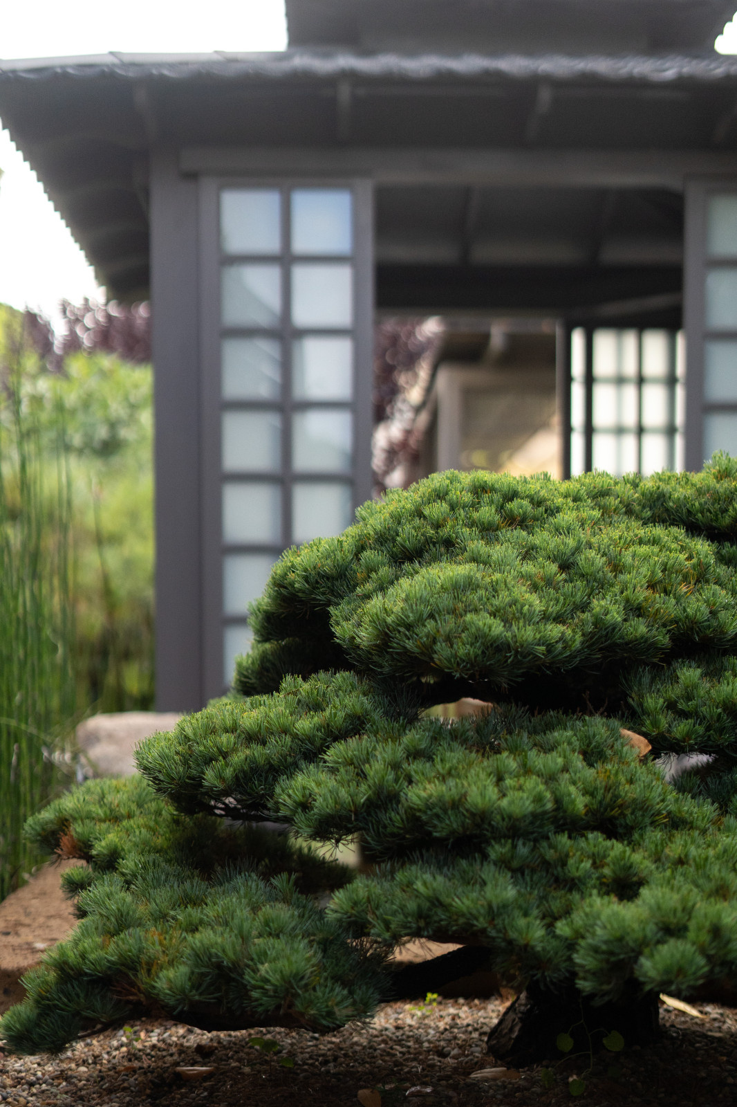 Zen