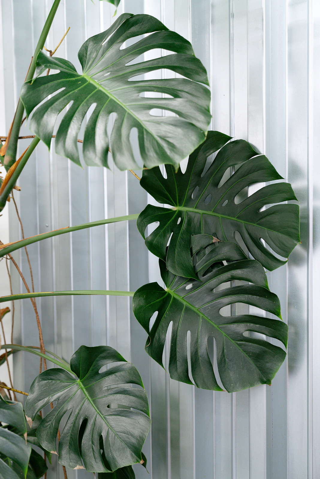 Обложка проекта: Магазин горшечных растений KIOSK