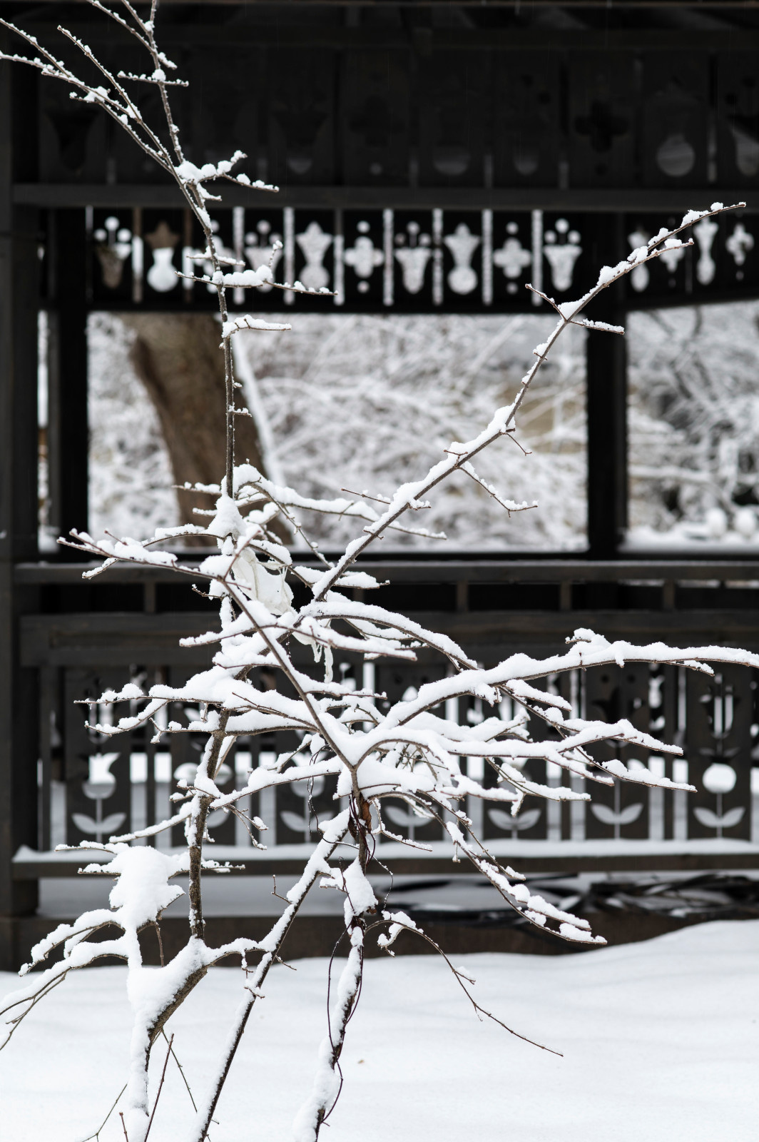 Женя Жданова Таруса, Сад Ракицкого