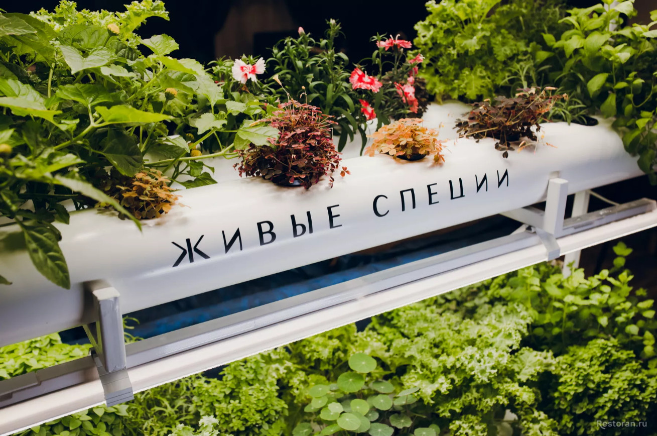 Ресторан White Fish в Санкт-Петербурге