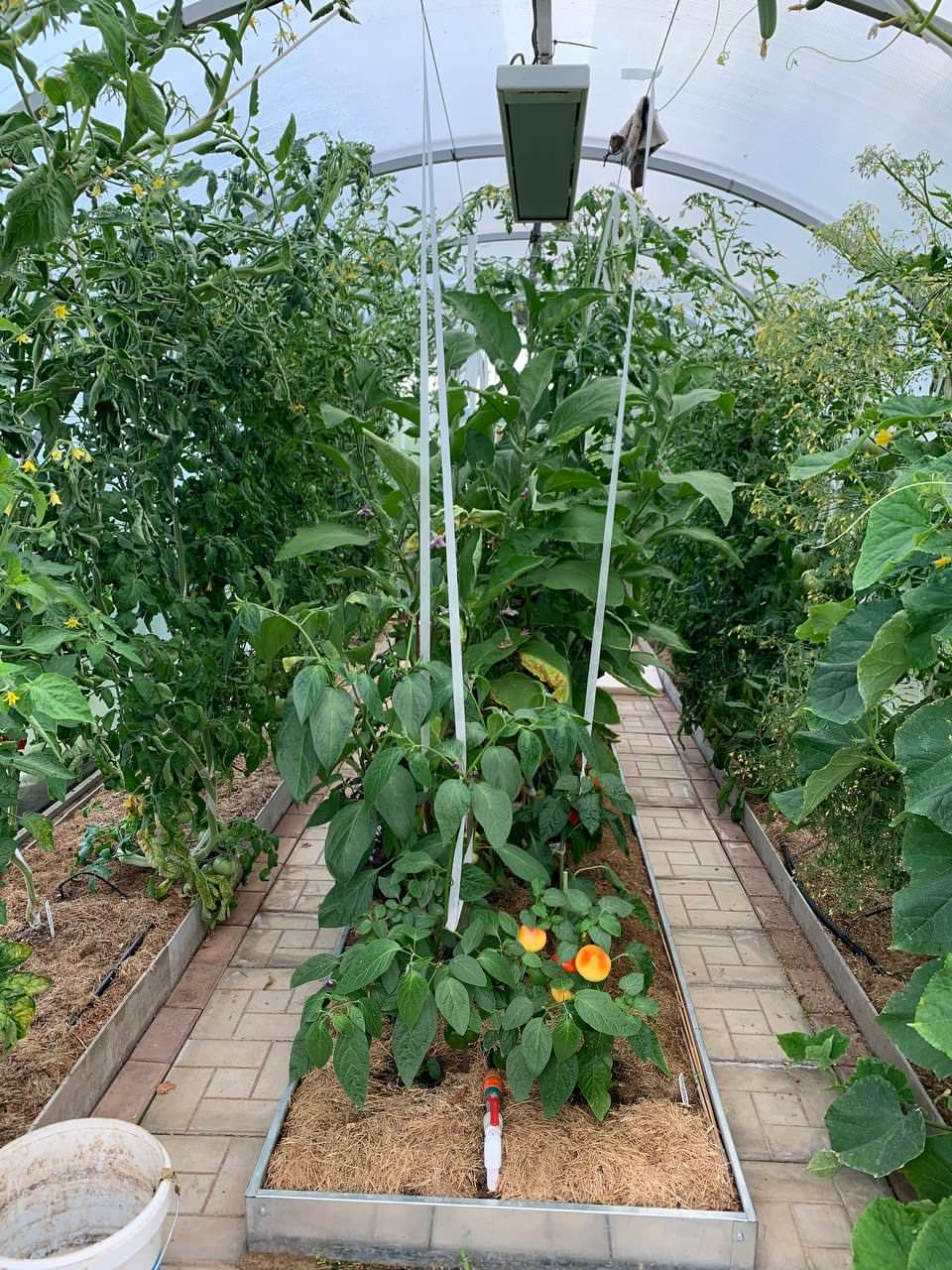 Елена Федосова