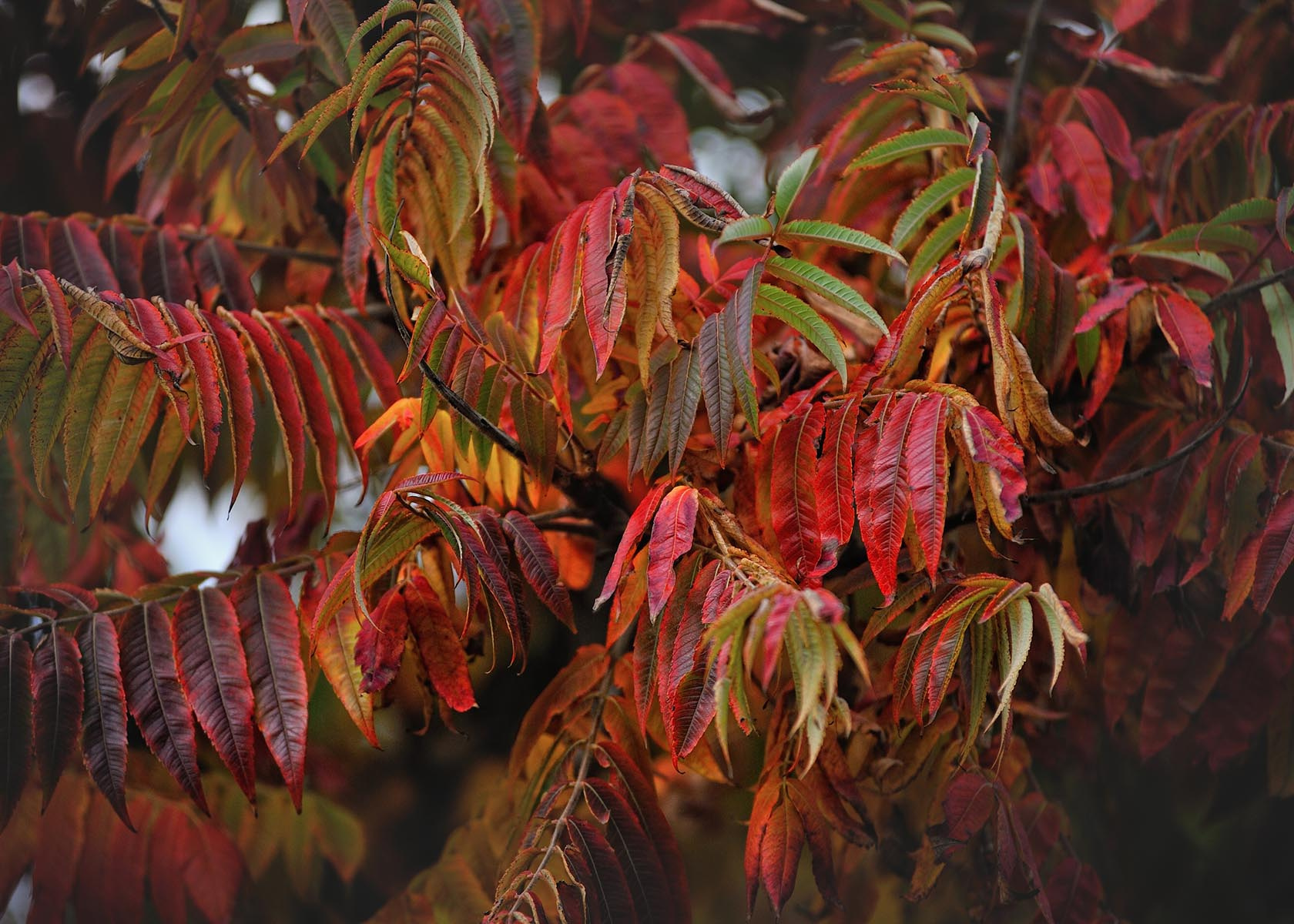 Авторские интерьерные фотокартины