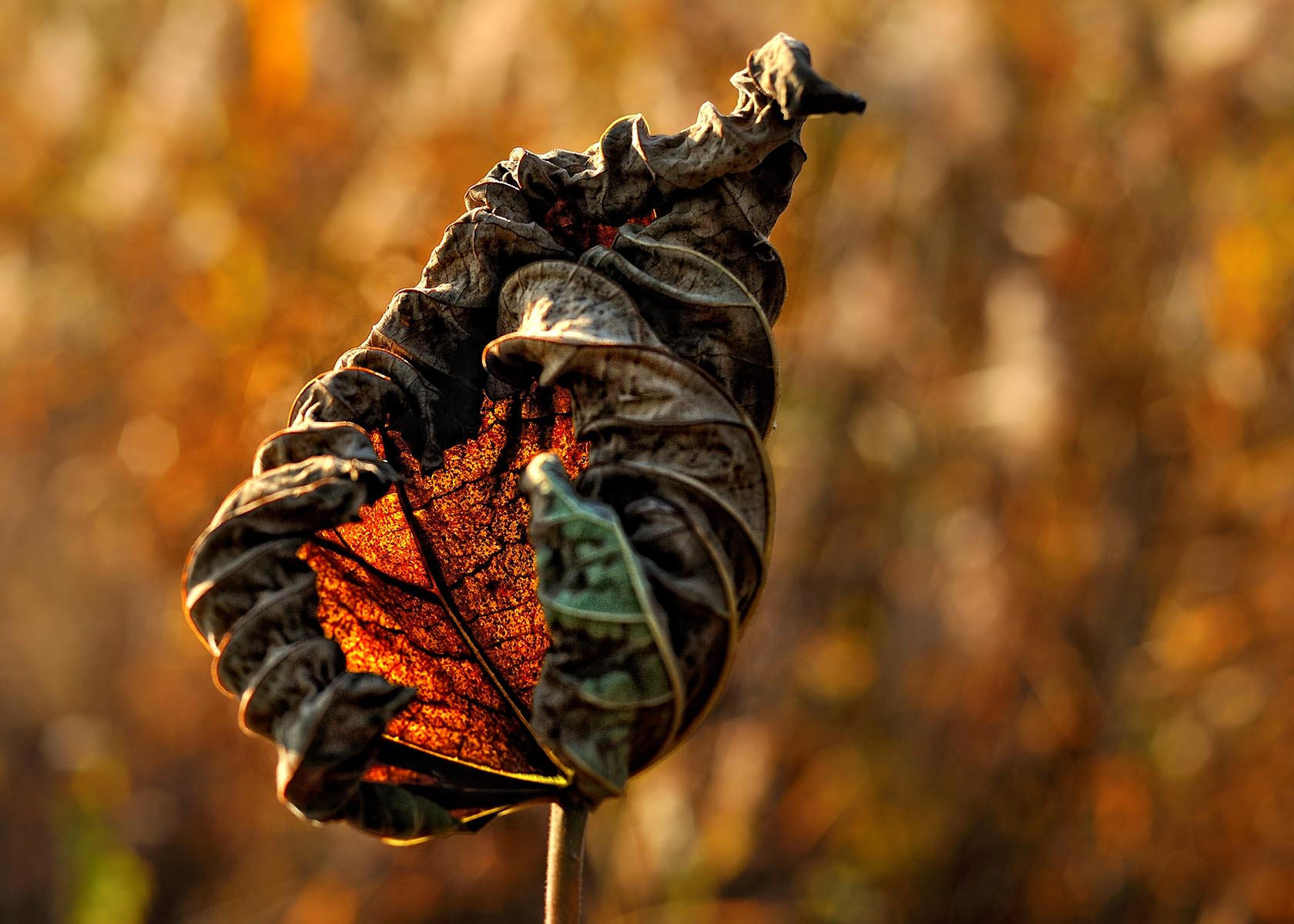 Авторские интерьерные фотокартины